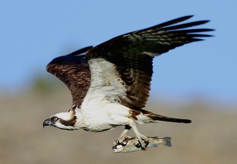 Most Dangerous Animals in Florida