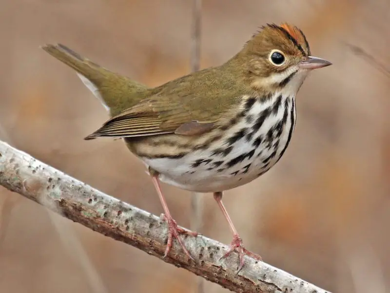 Small Birds in New Hampshire