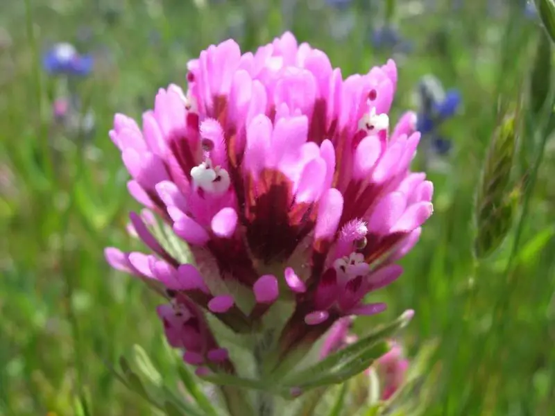 Wildflowers in California