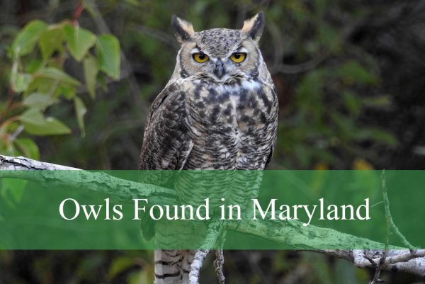 Owls Found in Maryland