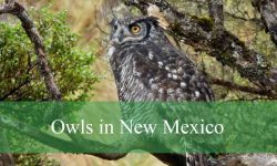 13 Owls in New Mexico (With Pictures and Identification)