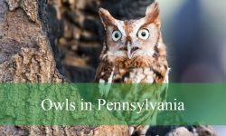9 Common Owls in Pennsylvania (With Pictures and Identification)