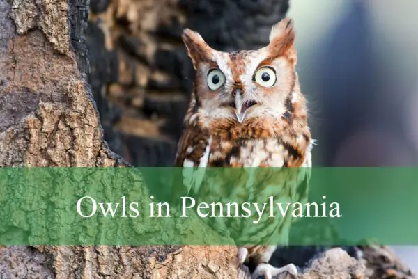 Owls in Pennsylvania