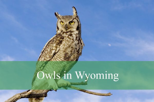 Owls in Wyoming