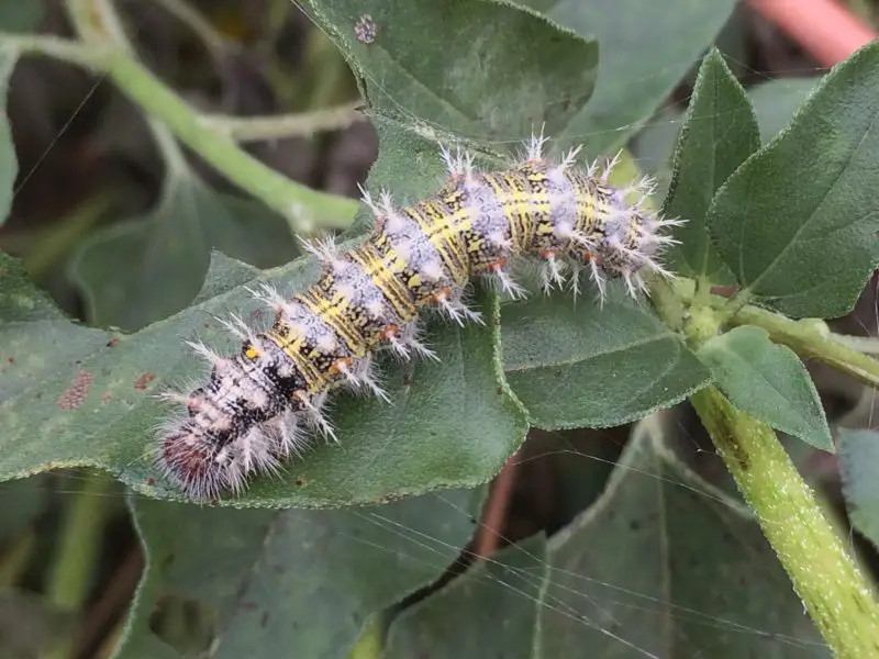 Types of Caterpillars in Texas