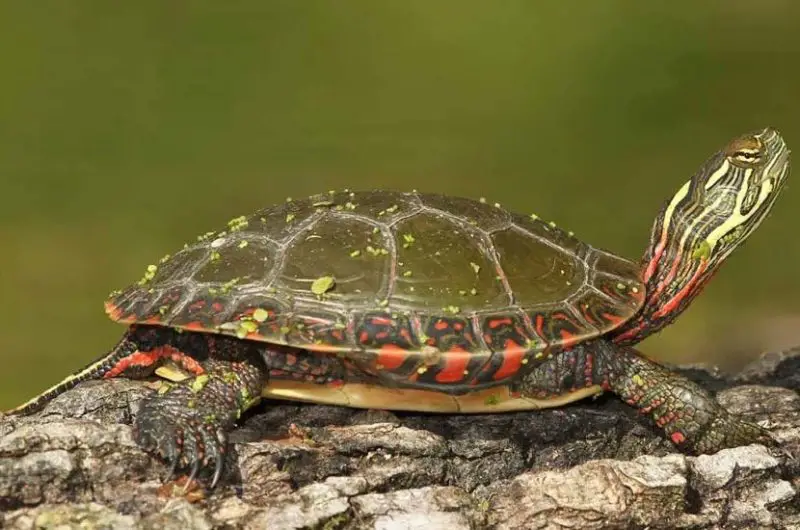 Types of Turtles in Florida