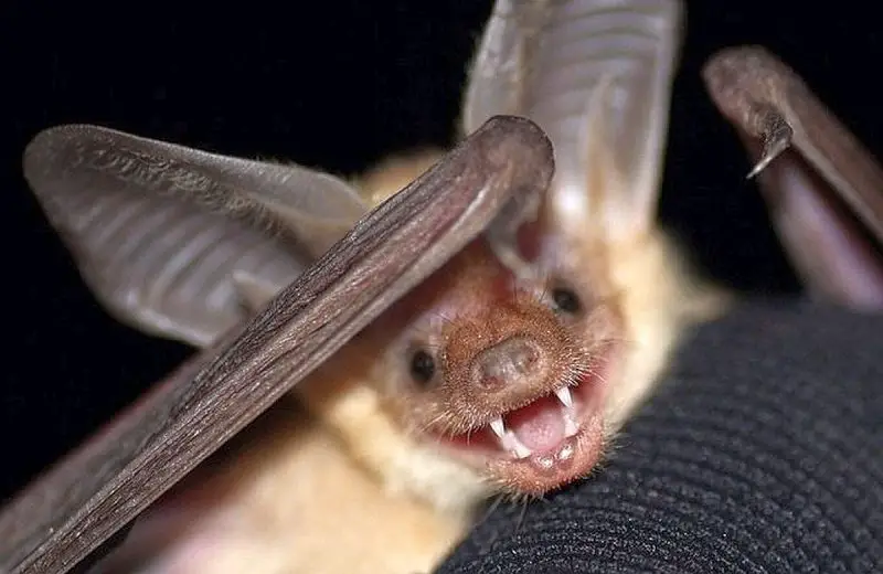 Types of Bats in Idaho