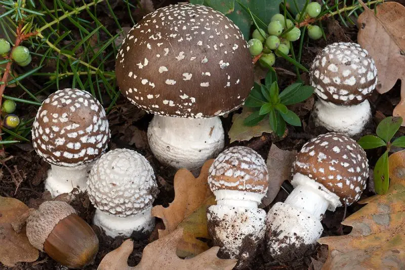 Poisonous Mushrooms in Florida