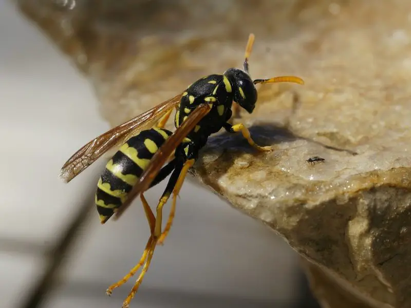 bugs in California