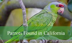 13 Parrots in California (With Pictures and Identification)