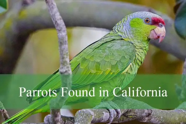 Parrots Found in California