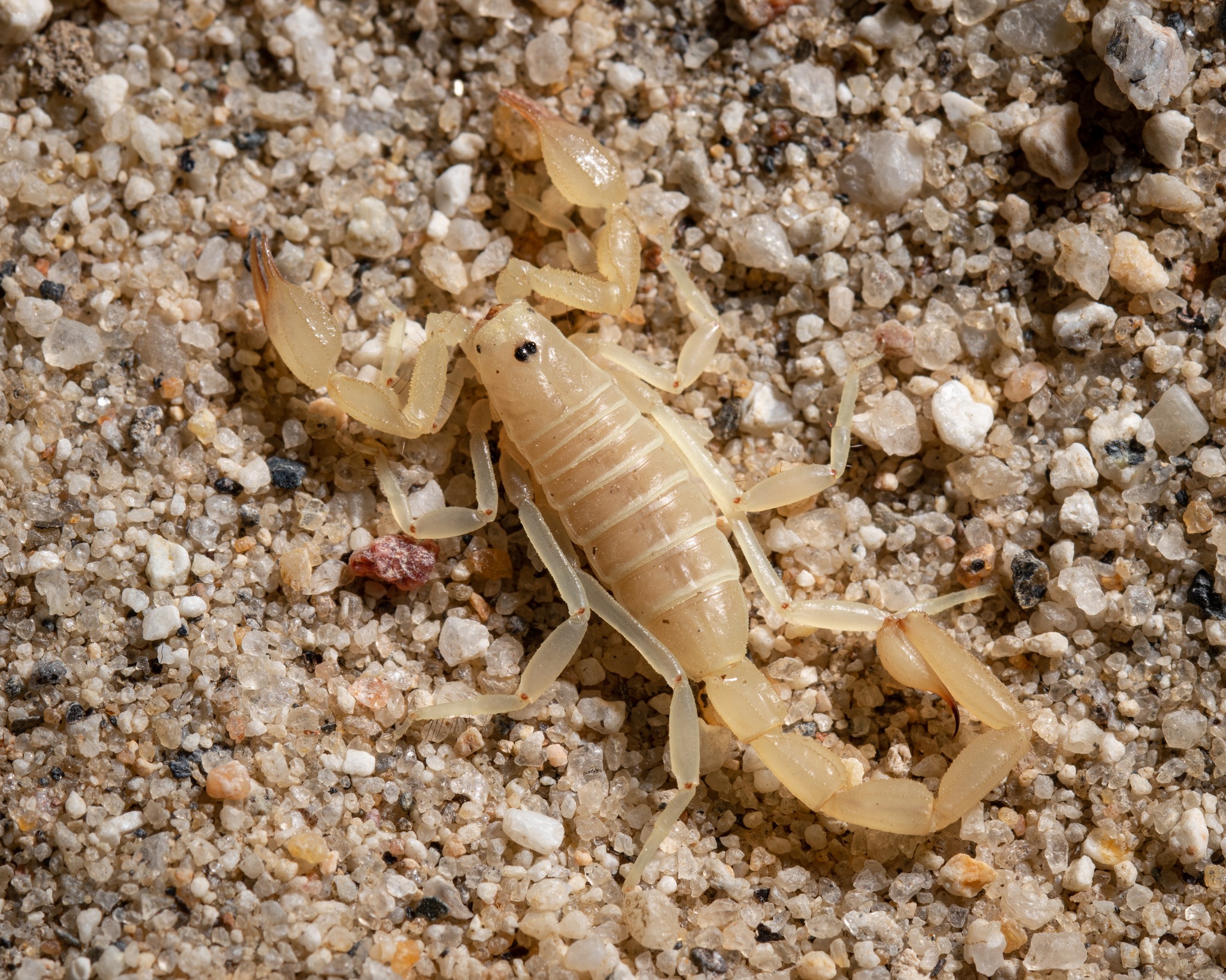 Scorpions in California
