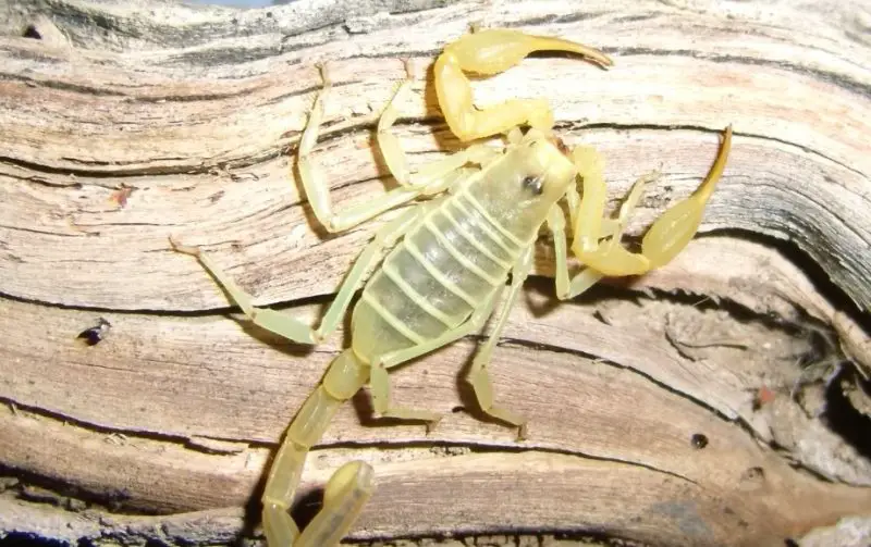 Scorpions in California