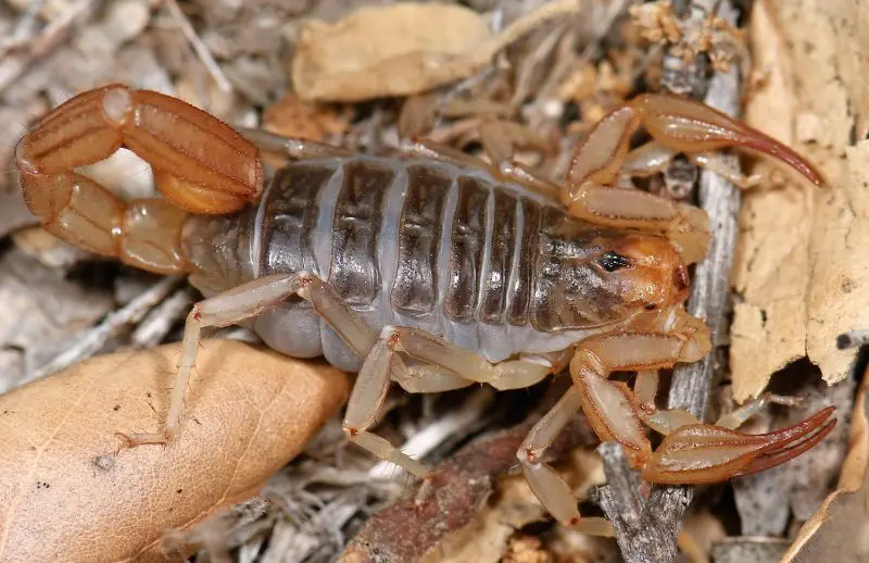Scorpions in California