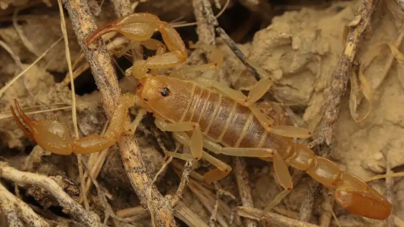 Scorpions in California
