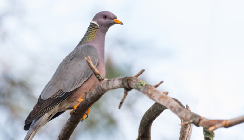 Doves and Pigeons in Iowa