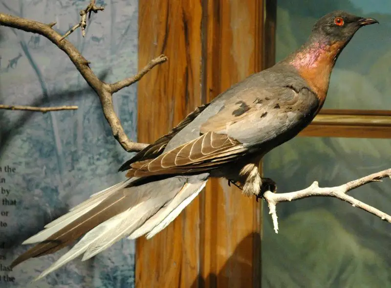 Types of Doves in Texas