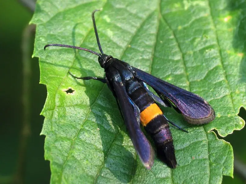 Moths in North Carolina
