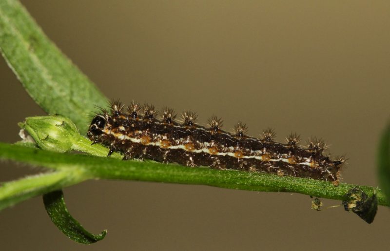 Types of Caterpillars in Texas
