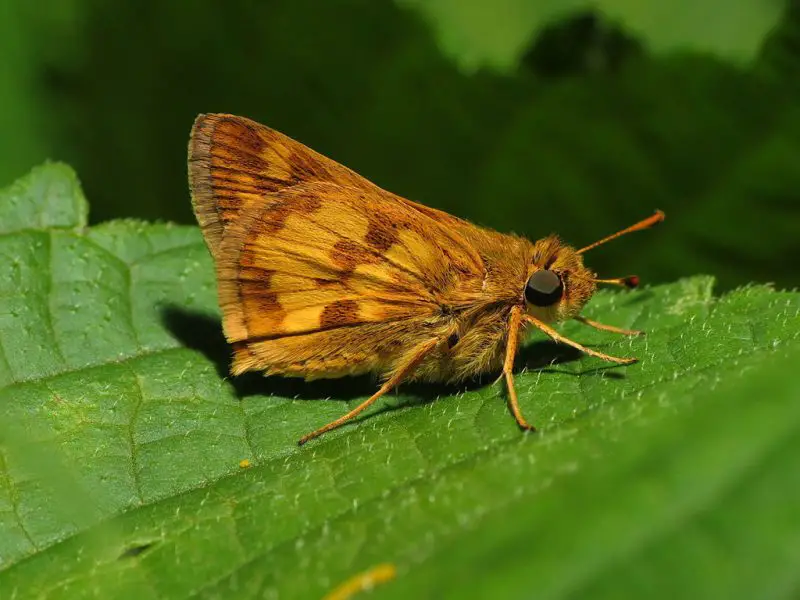 Butterflies in New York State