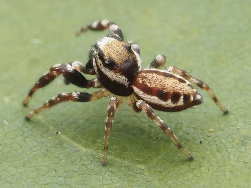 Types of Spiders in Montana