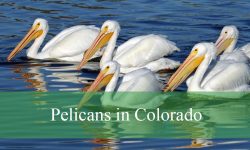 Pelicans in Colorado: 5 Best Places to Spot These Stunning Birds