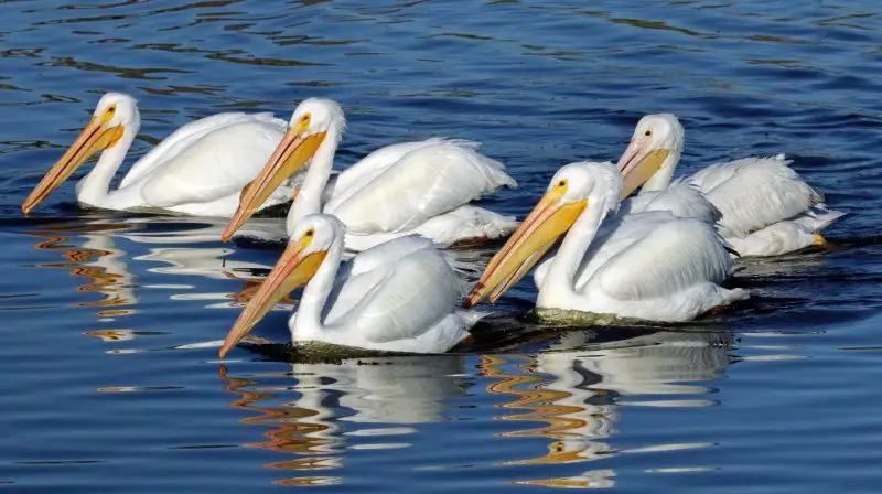 Pelicans in Colorado