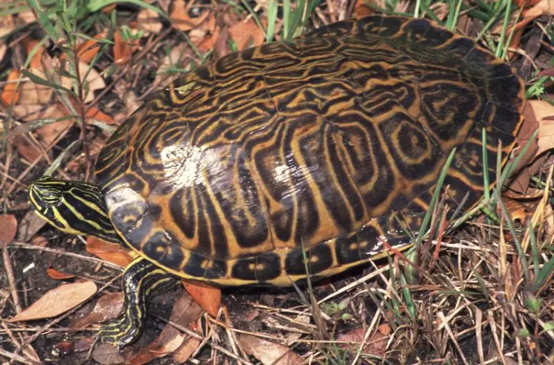 Types of Turtles in Florida