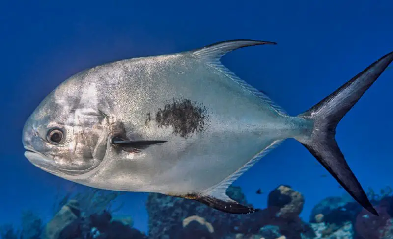 Types of Fish in Florida