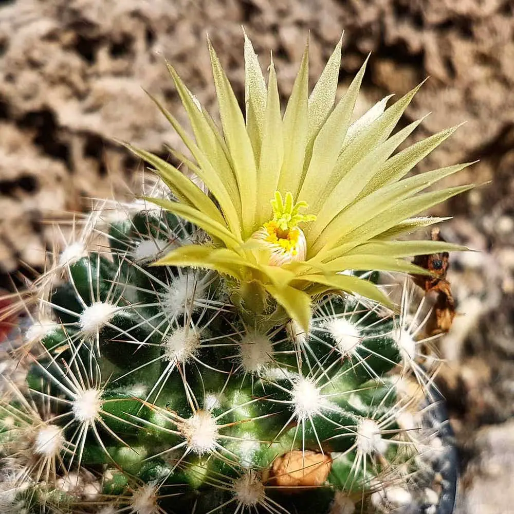 Types of Cactus in New Mexico
