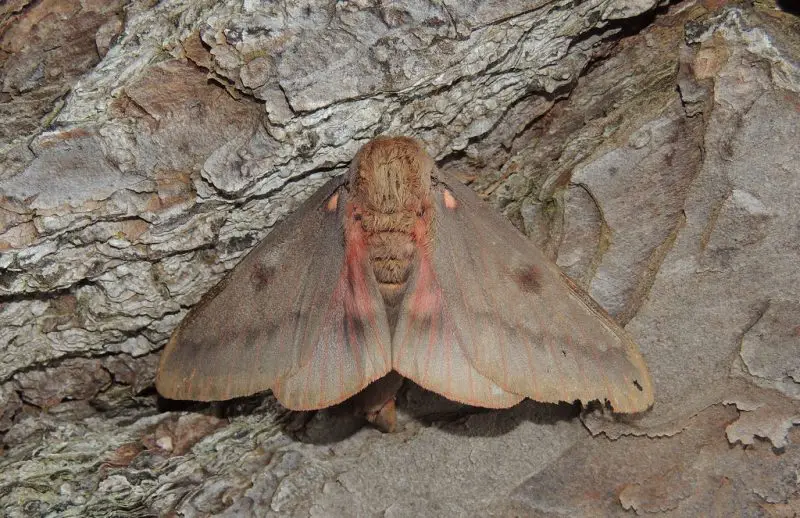 Moths in North Carolina