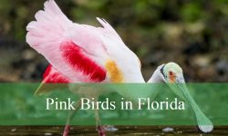 4 Types Pink Birds in Florida (With Pictures and Identification)