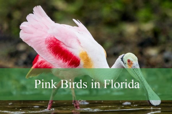 Pink Birds in Florida