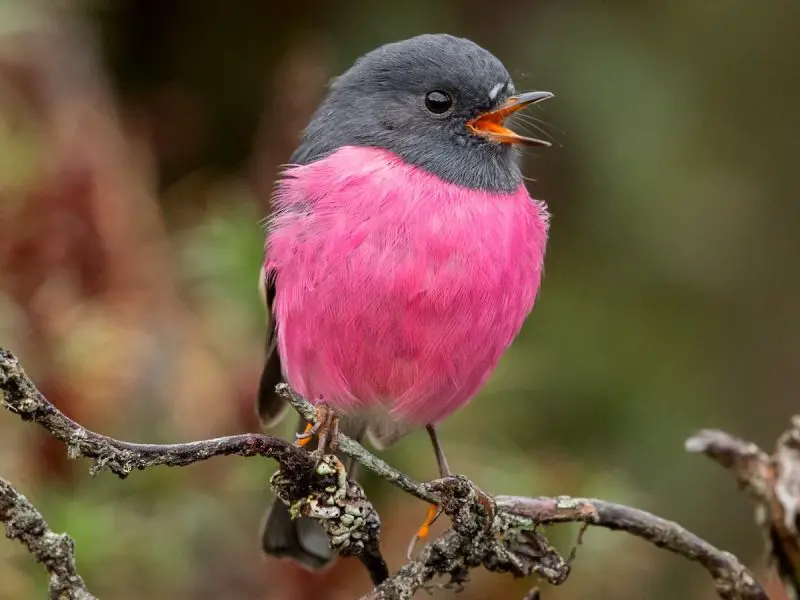 Pink Birds in Florida