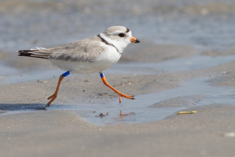 Birds in Massachusetts