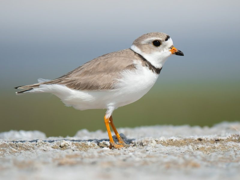 Shorebirds in Florida