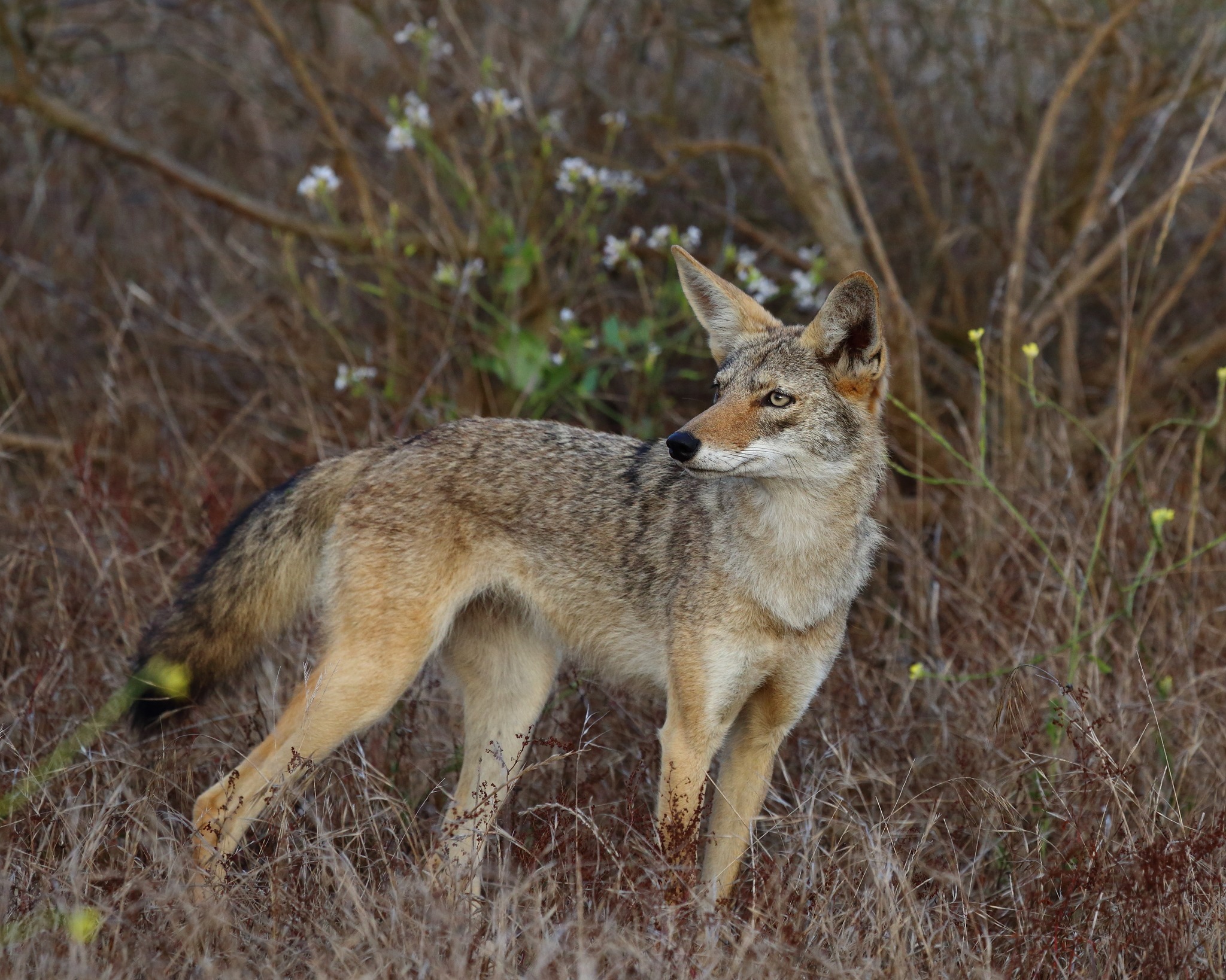 Coyotes Found in Texas