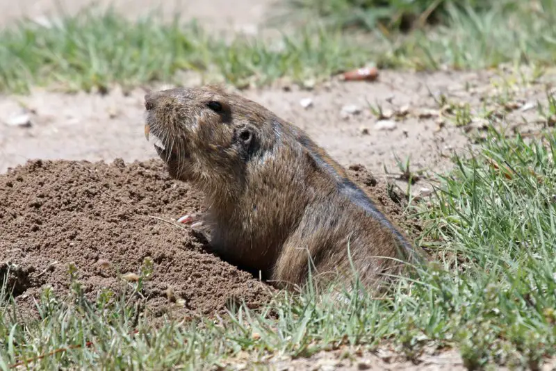 Squirrels in Texas