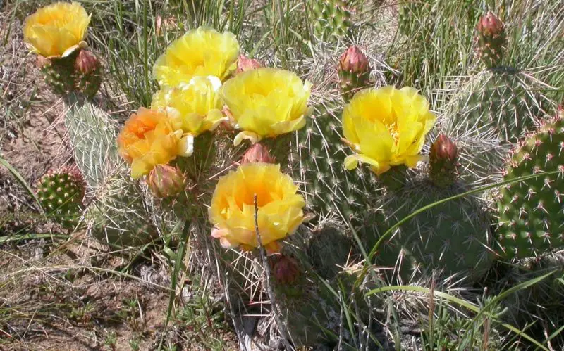 Types of Cactus in New Mexico