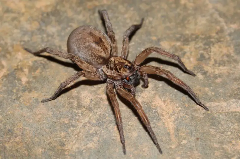 Wolf Spiders in Texas