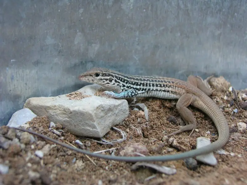 Lizards in Texas