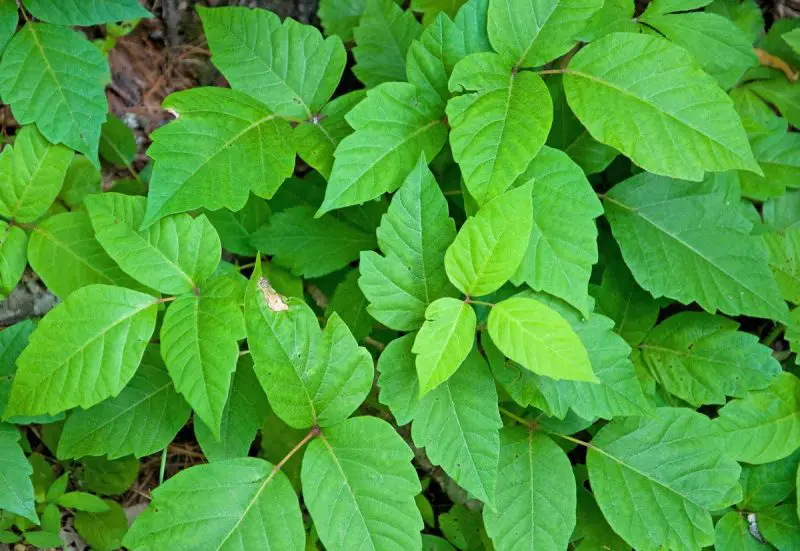 Poisonous Plants in Florida