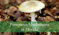 10 Poisonous Mushrooms in Florida (Pictures and Identification)