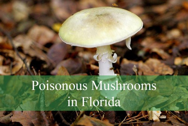 Poisonous Mushrooms in Florida