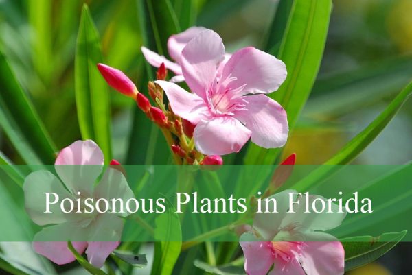 Poisonous Plants in Florida
