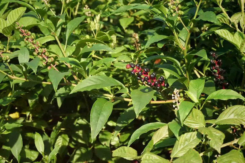 Poisonous Plants in Florida