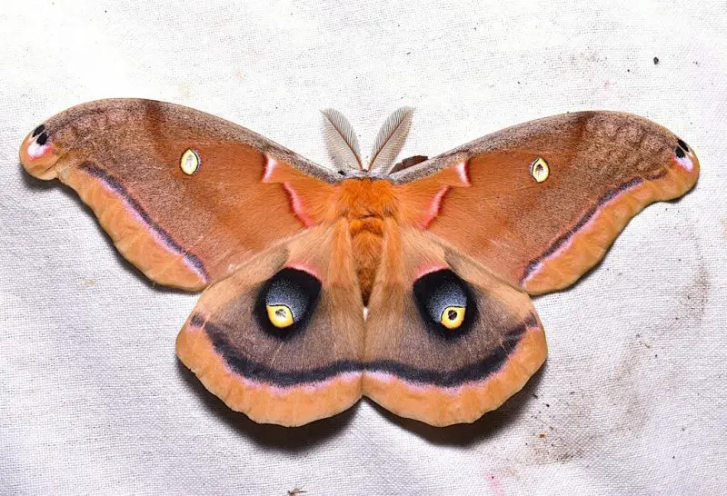 Moths in North Carolina