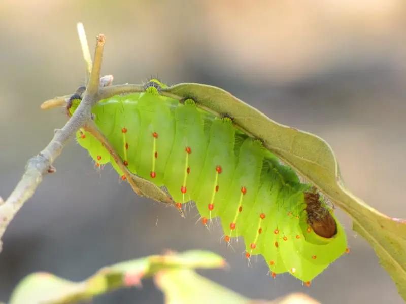 Types of Caterpillars in Texas