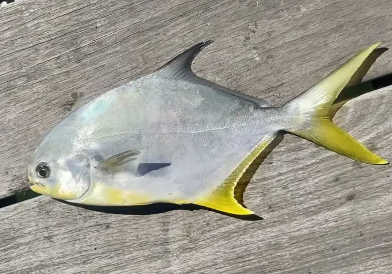 Types of Fish in Florida