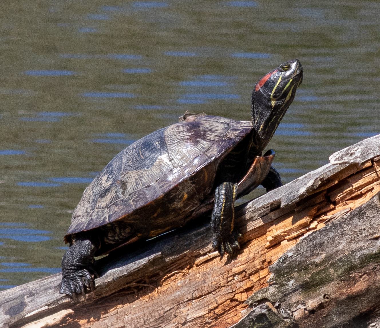Types of Turtles in Florida